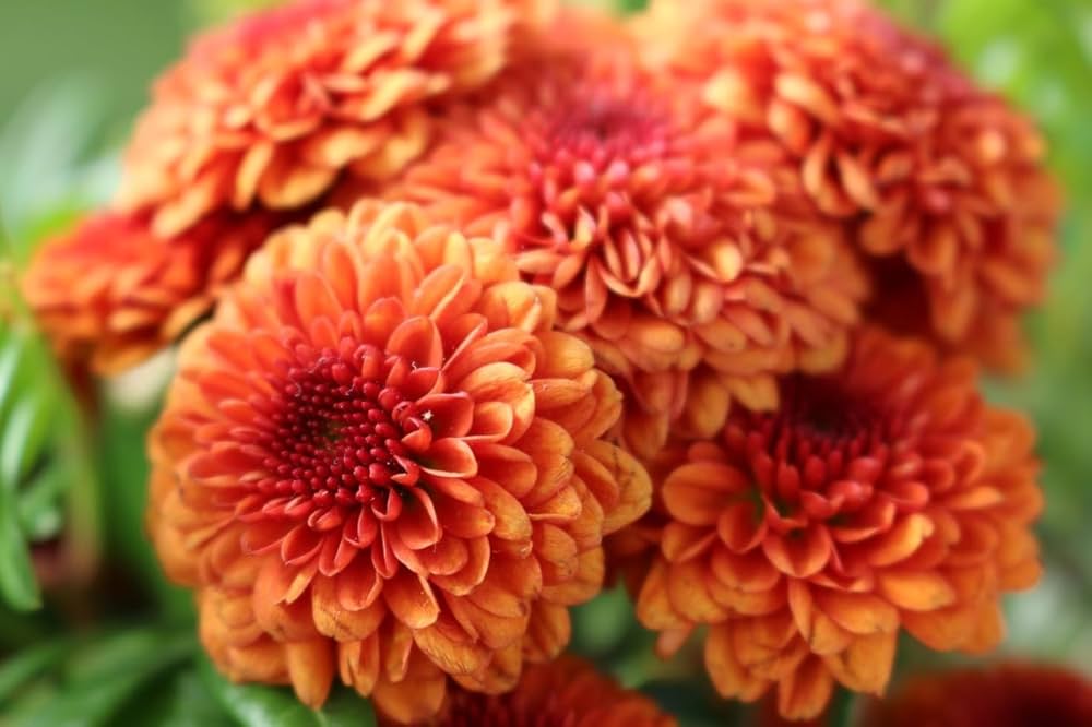High quality Orange Yellow Chrysanthemum Flower seeds for Planting Low Maintenance, Heirloom & GMO Free Seeds for Home Garden seeds pack