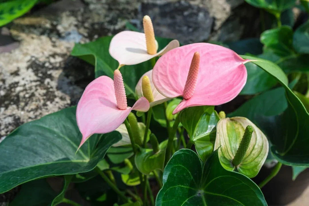 Anthurium Flower seeds for Planting Bright Blooms Heirloom & GMO Free Seeds for Home Garden