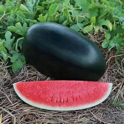 Watermelon Red Gray Seeds: Grow Your Own Delicious Fruit - Evergrowseeds