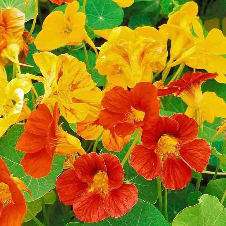Heirloom Nasturtium Flower seeds for Planting Wildflower Mix Heirloom & GMO Free Seeds for Home Garden