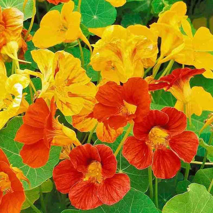 Heirloom Nasturtium Flower seeds for Planting Wildflower Mix Heirloom & GMO Free Seeds for Home Garden