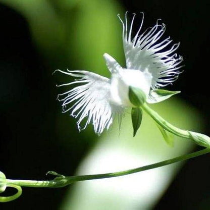 Egret Bonsai Flower seeds for Planting Colorful Display Heirloom & GMO Free Seeds for Home Garden