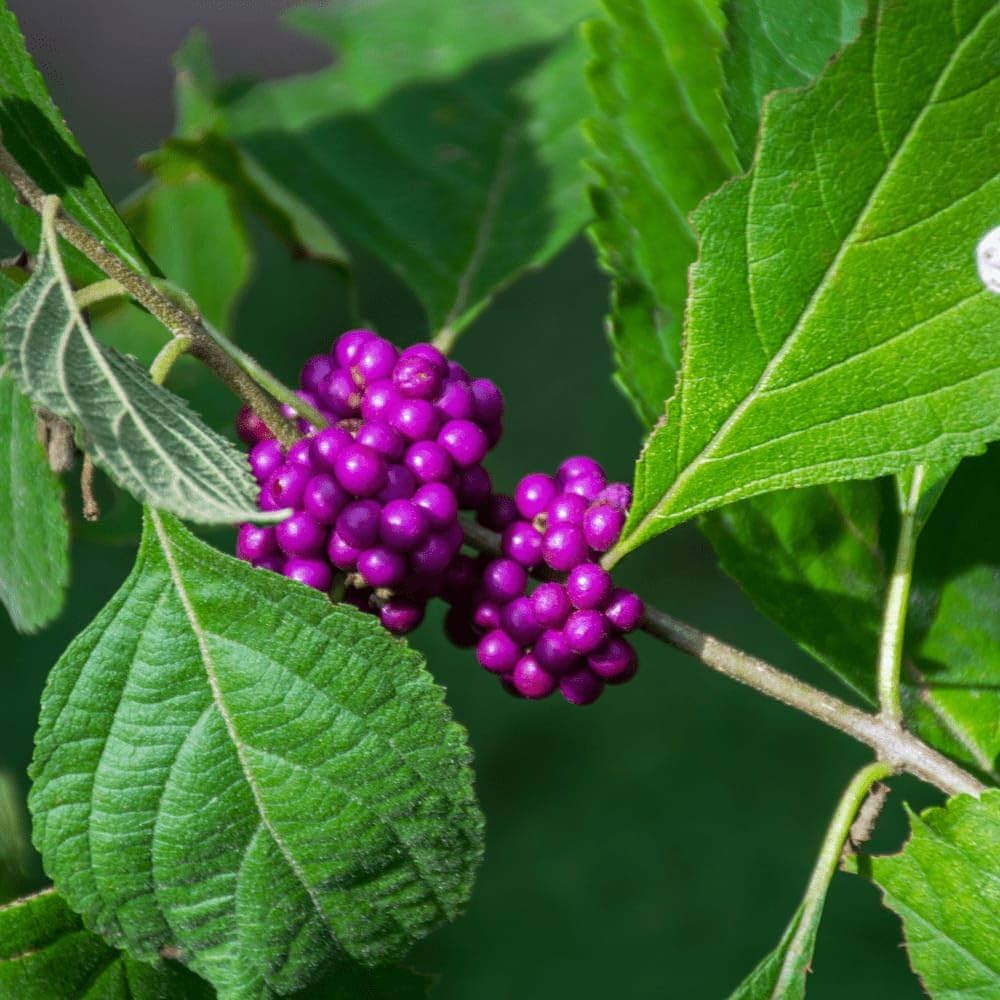 Violet Callicarpa Flower seeds for Planting Hardy Variety, Heirloom & GMO Free Seeds for Home Garden vegetable and garden seeds