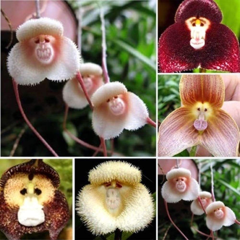 Violet Monkey Face Flower seeds for Planting Colorful Display, Heirloom & GMO Free Seeds for Home Garden vegetable and garden seeds