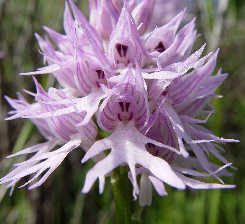 Orchis Italica Flower seeds for Planting Compact Growth, Heirloom & GMO Free Seeds for Home Garden seeds for planting