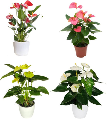 Anthurium Indoor Planting Seeds - Grow Exotic Blooms | Flower For