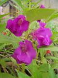 Purple Balsamine Flower seeds for Planting Drought Tolerant, Heirloom & GMO Free Seeds for Home Garden seeds for planting