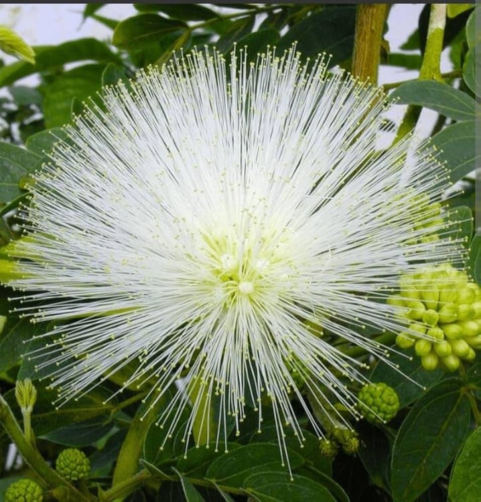 Premium Mimosa Flower seeds for Planting Low Maintenance, Heirloom & GMO Free Seeds for Home Garden seeds
