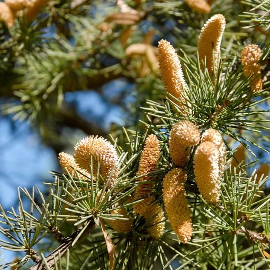Cedrus Deodara Tree Seeds for Planting - Cut Flower Favorite, Heirloom & GMO Free Seeds for Home Garden