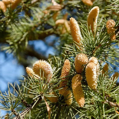 Cedrus Deodara Tree Seeds for Planting - Cut Flower Favorite, Heirloom & GMO Free Seeds for Home Garden
