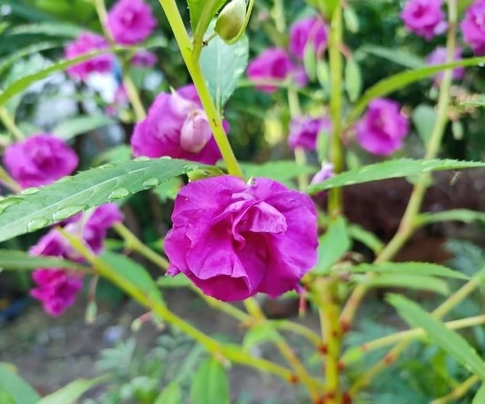 Premium Purple Balsamine Flower seeds for Planting Drought Tolerant, Heirloom & GMO Free Seeds for Home Garden seeds