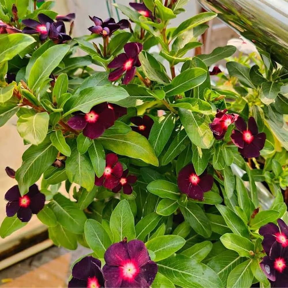 Vinca Flower seeds for Planting Premium Quality Heirloom & GMO Free Seeds for Home Garden