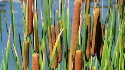 Cattail Flower seeds for Planting Vibrant Colors Heirloom & GMO Free Seeds for Home Garden 
 
 Sale for planting in home garden