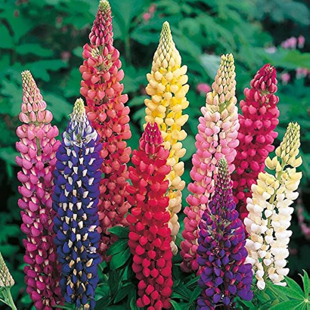 Light Pink Lupine Flower seeds for Planting Drought Tolerant, Heirloom & GMO Free Seeds for Home Garden vegetable and garden seeds