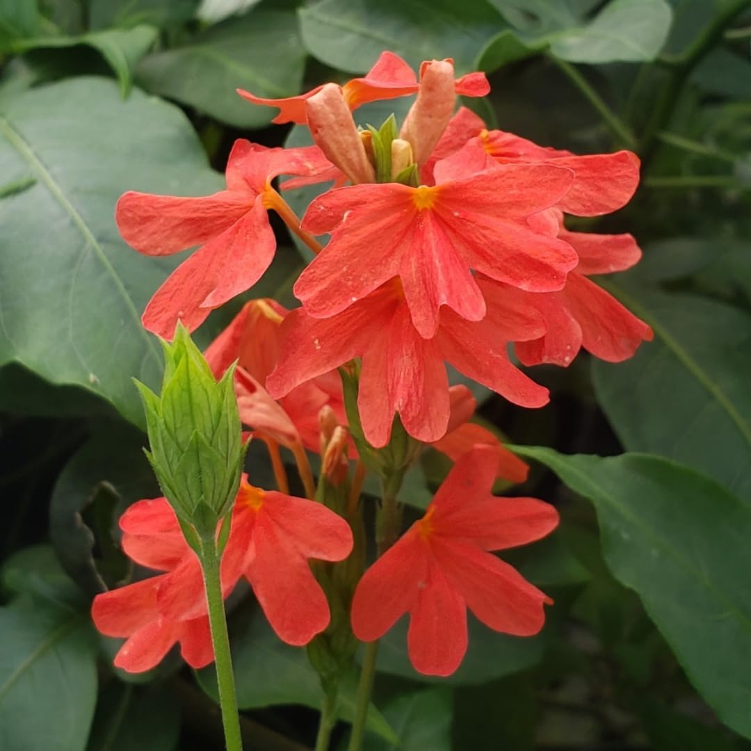High quality Crossandra Semi Flower seeds for Planting Fragrant Blossoms, Heirloom & GMO Free Seeds for Home Garden seeds pack