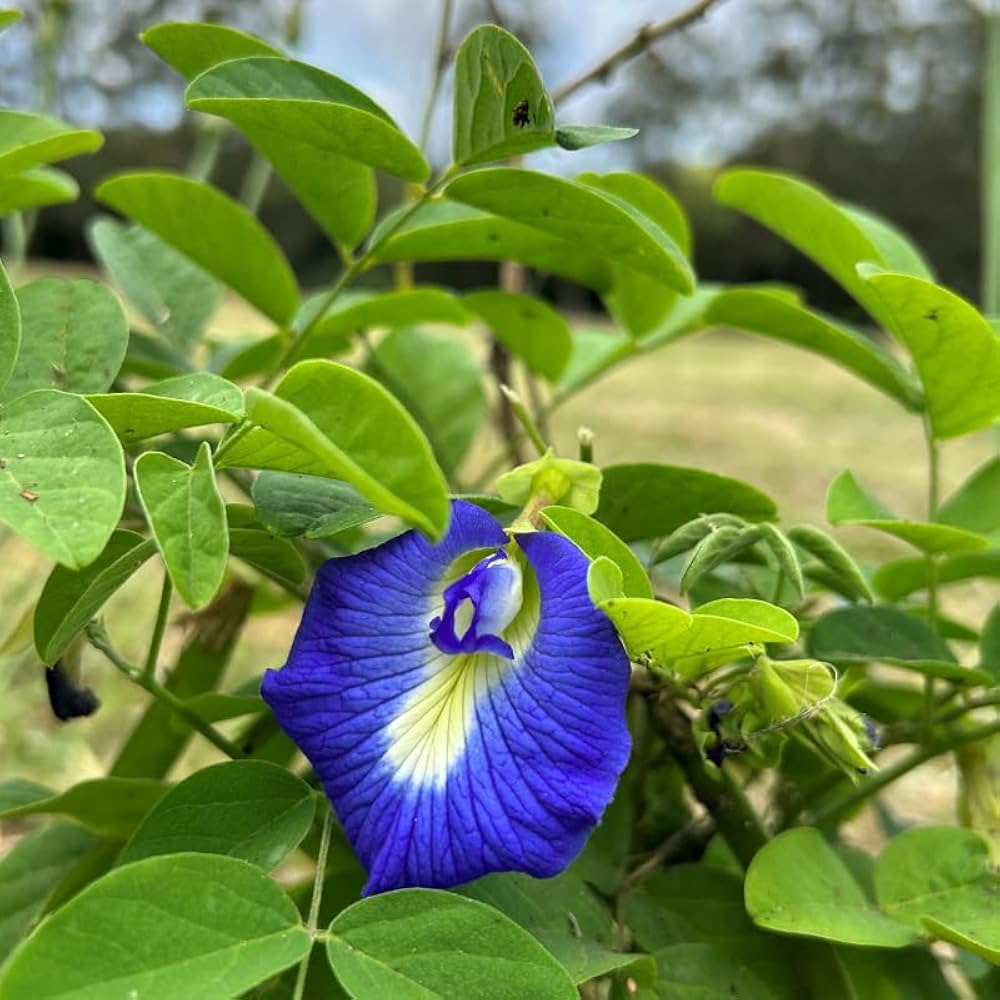 Blue Clitoria Flower seeds for Planting Vibrant Colors, Heirloom & GMO Free Seeds for Home Garden vegetable and garden seeds