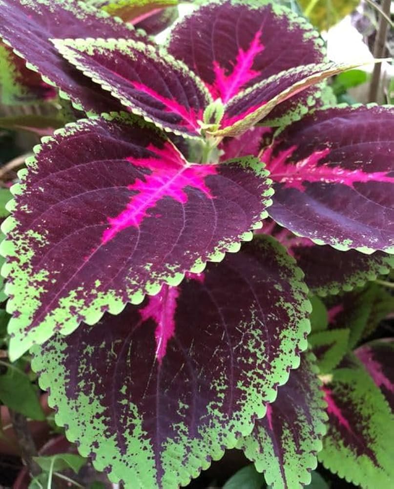 Coleus Multi Colored Flower seeds for Planting Garden Favorite, Heirloom & GMO Free Seeds for Home Garden vegetable and garden seeds