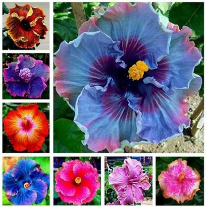Hibiscus Flower Seed Flower seeds for Planting Easy to Grow Heirloom & GMO Free Seeds for Home Garden