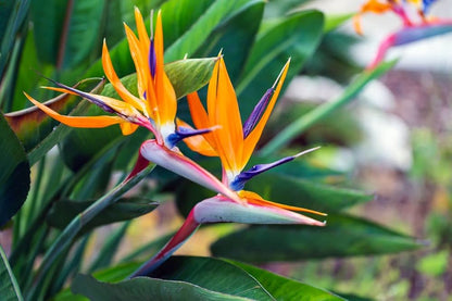 Strelitzia Reginae Flower seeds for Planting Sun Loving Heirloom & GMO Free Seeds for Home Garden
