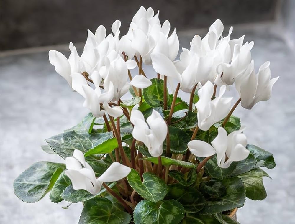 Premium White Cyclamen Flower seeds for Planting Drought Tolerant, Heirloom & GMO Free Seeds for Home Garden seeds