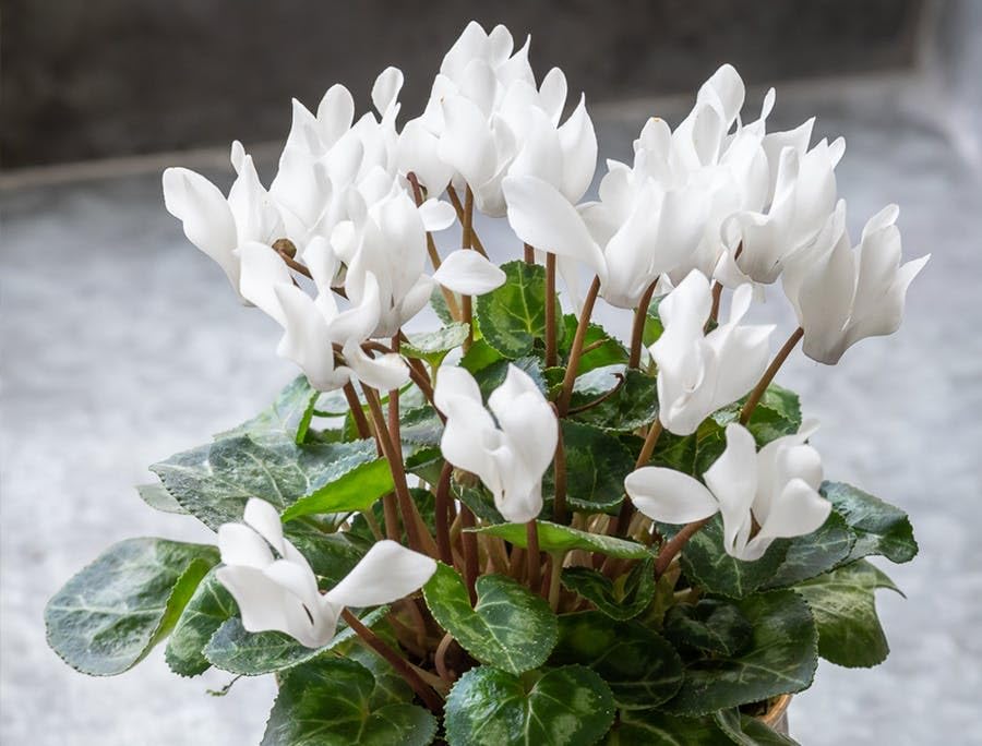 Light Green Cyclamen Flower seeds for Planting Seasonal Bloomer, Heirloom & GMO Free Seeds for Home Garden vegetable and garden seeds