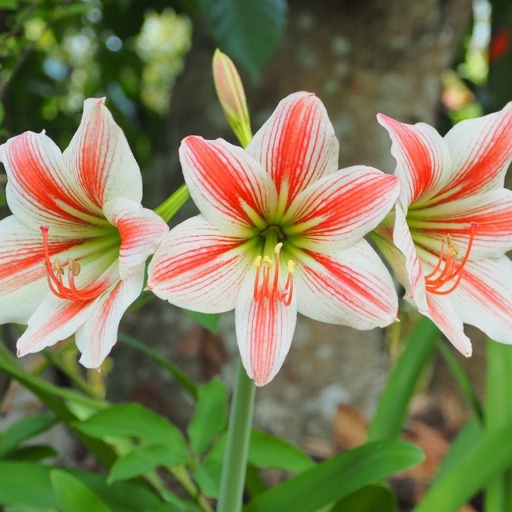 High quality Light Yellow Hippeastrum Flower seeds for Planting Hardy Variety, Heirloom & GMO Free Seeds for Home Garden seeds pack