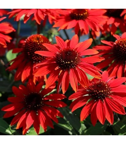 Red SunFlower seeds for Planting Vibrant Colors, Heirloom & GMO Free Seeds for Home Garden vegetable and garden seeds