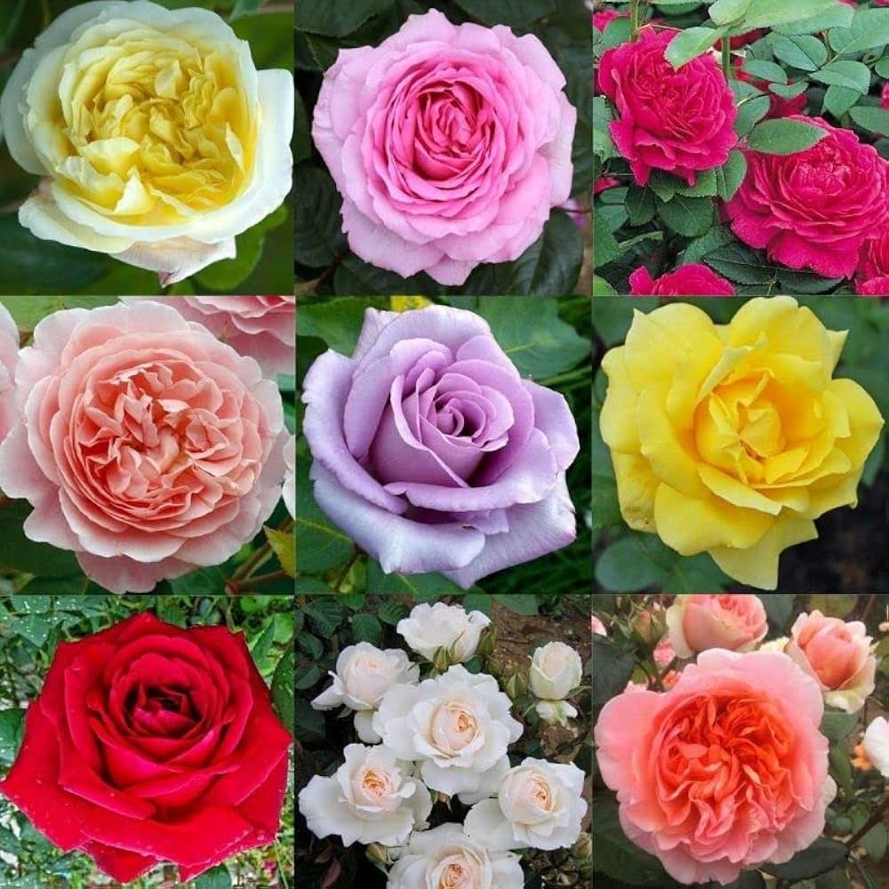 Rosa Flower seeds for Planting Fragrant Blossoms Heirloom & GMO Free Seeds for Home Garden