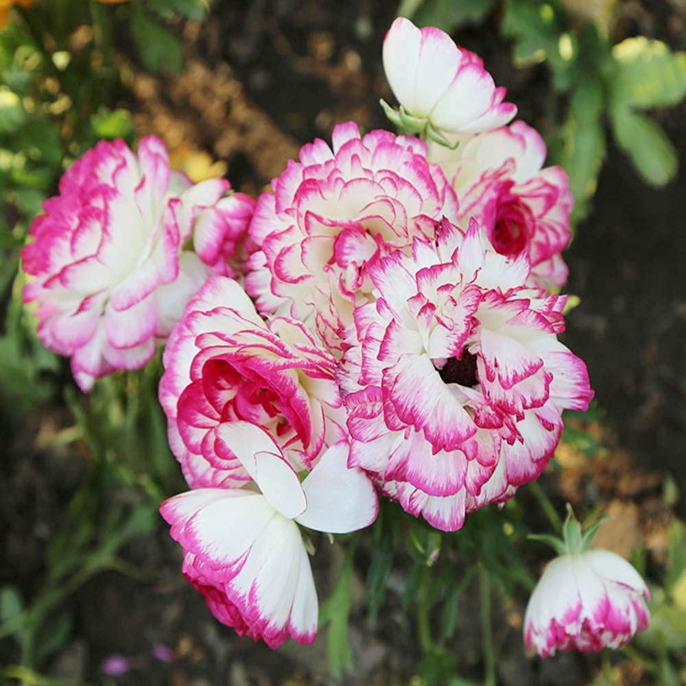 Brown Shade Japanese ranunculus Flower seeds for Planting Fragrant Blossoms, Heirloom & GMO Free Seeds for Home Garden vegetable and garden seeds