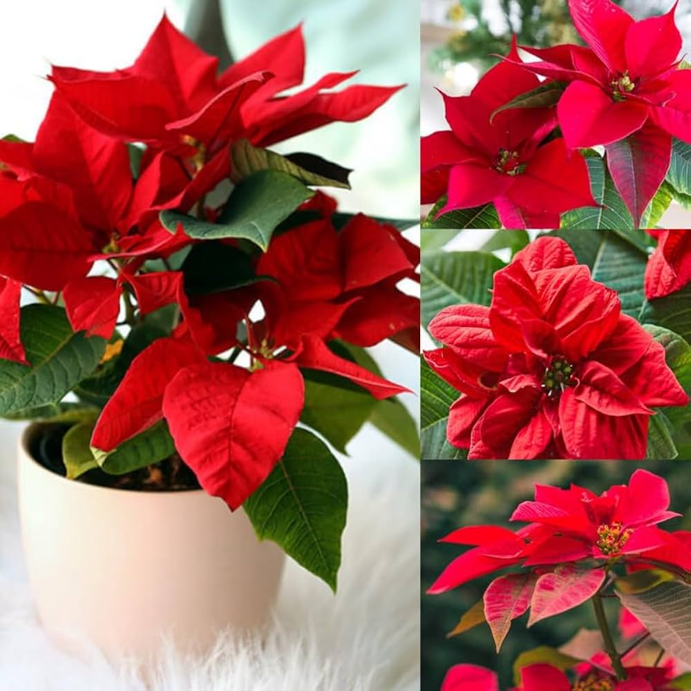 Euphorbia Pulcherrima Flower seeds for Planting Cut Flower Favorite, Heirloom & GMO Free Seeds for Home Garden seeds for planting