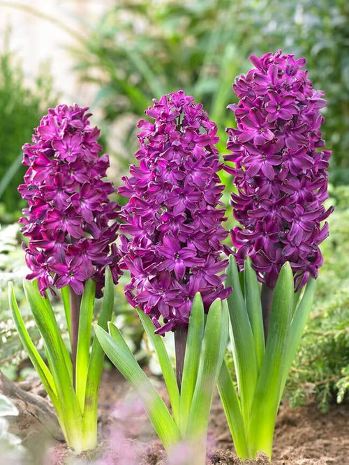 Premium Burgundy Hyacinth Flower seeds for Planting Cottage Garden Essential, Heirloom & GMO Free Seeds for Home Garden seeds