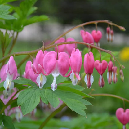 Heirloom Heart Flower seeds for Planting Cut Flower Favorite Heirloom & GMO Free Seeds for Home Garden