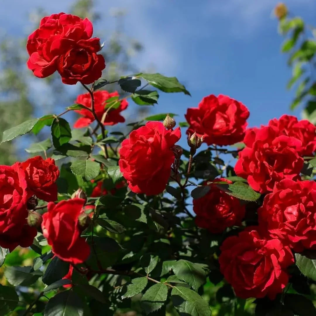 Rose Bush Flower seeds for Planting Vibrant Colors Heirloom & GMO Free Seeds for Home Garden