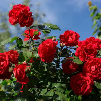 Rose Bush Flower seeds for Planting Vibrant Colors Heirloom & GMO Free Seeds for Home Garden