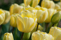 Tulip Flower seeds for Planting Hardy Variety, Heirloom & GMO Free Seeds for Home Garden seeds for planting