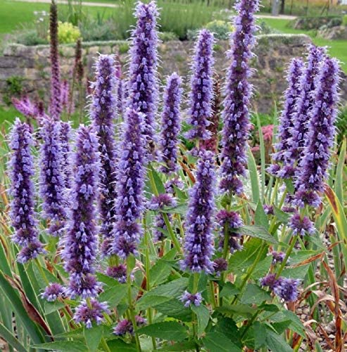 Premium Violet Giant Hyssop Flower seeds for Planting Wildflower Mix, Heirloom & GMO Free Seeds for Home Garden seeds