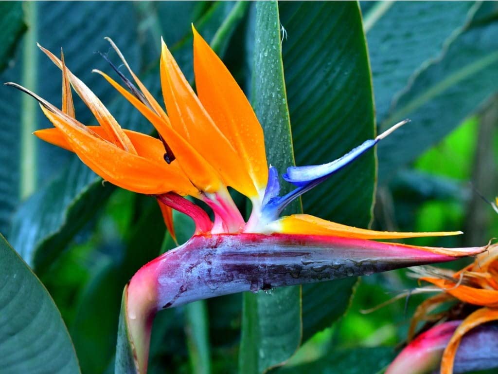 Bird of Paradise Flower seeds for Planting Cottage Garden Essential Heirloom & GMO Free Seeds for Home Garden