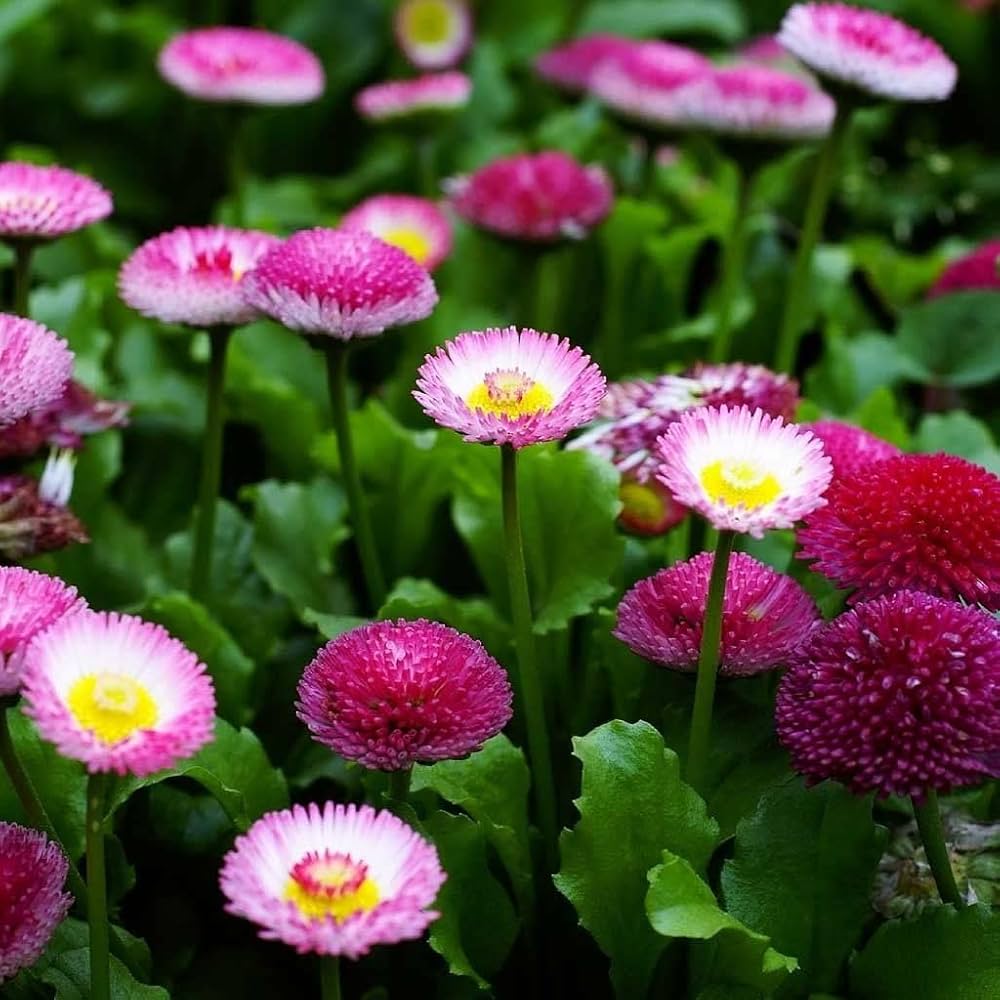 Premium Margarita Roja Flower seeds for Planting Compact Growth, Heirloom & GMO Free Seeds for Home Garden Sale seeds