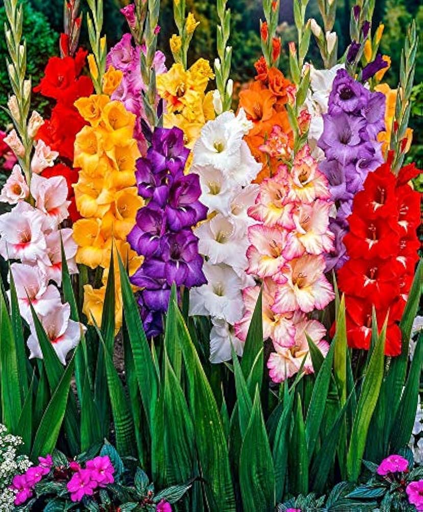 Perennial Gladiolus Flower seeds for Planting Perfect for Borders Heirloom & GMO Free Seeds for Home Garden