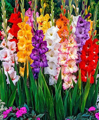 Perennial Gladiolus Flower seeds for Planting Perfect for Borders Heirloom & GMO Free Seeds for Home Garden