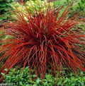 Red Uncinia Firedance Flower seeds for Planting Perfect for Borders, Heirloom & GMO Free Seeds for Home Garden seeds for planting
