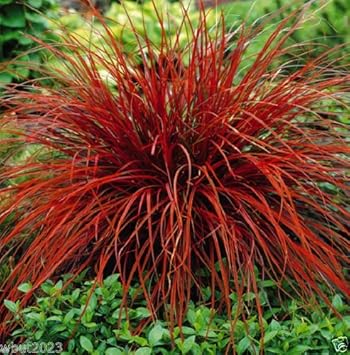 Red Uncinia Firedance Flower seeds for Planting Perfect for Borders, Heirloom & GMO Free Seeds for Home Garden seeds for planting
