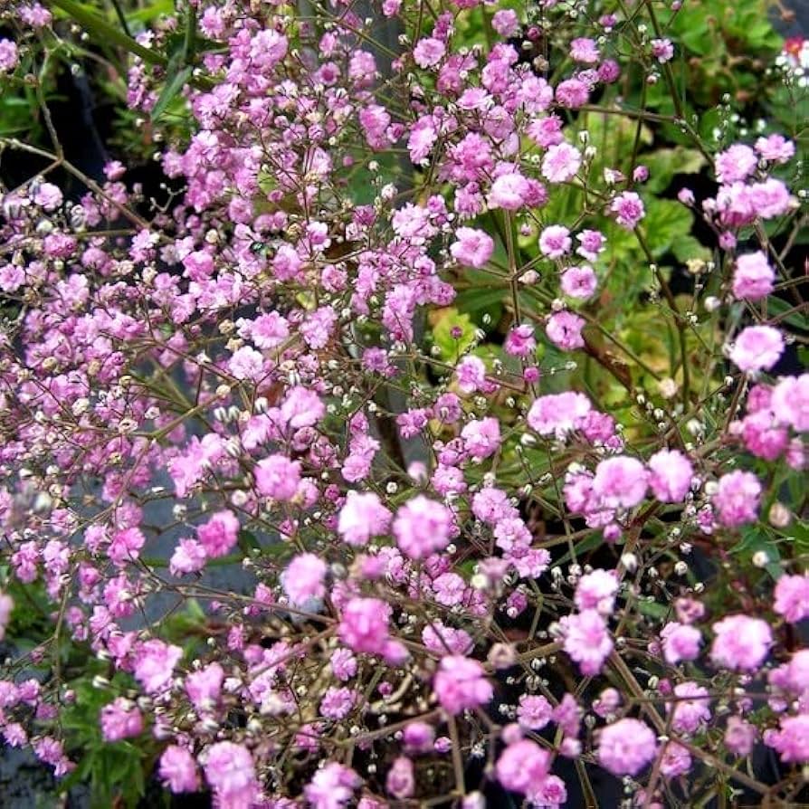 Dark Purple Gypsophila Flower Seeds - Perfect for Bold Floral Arrangements