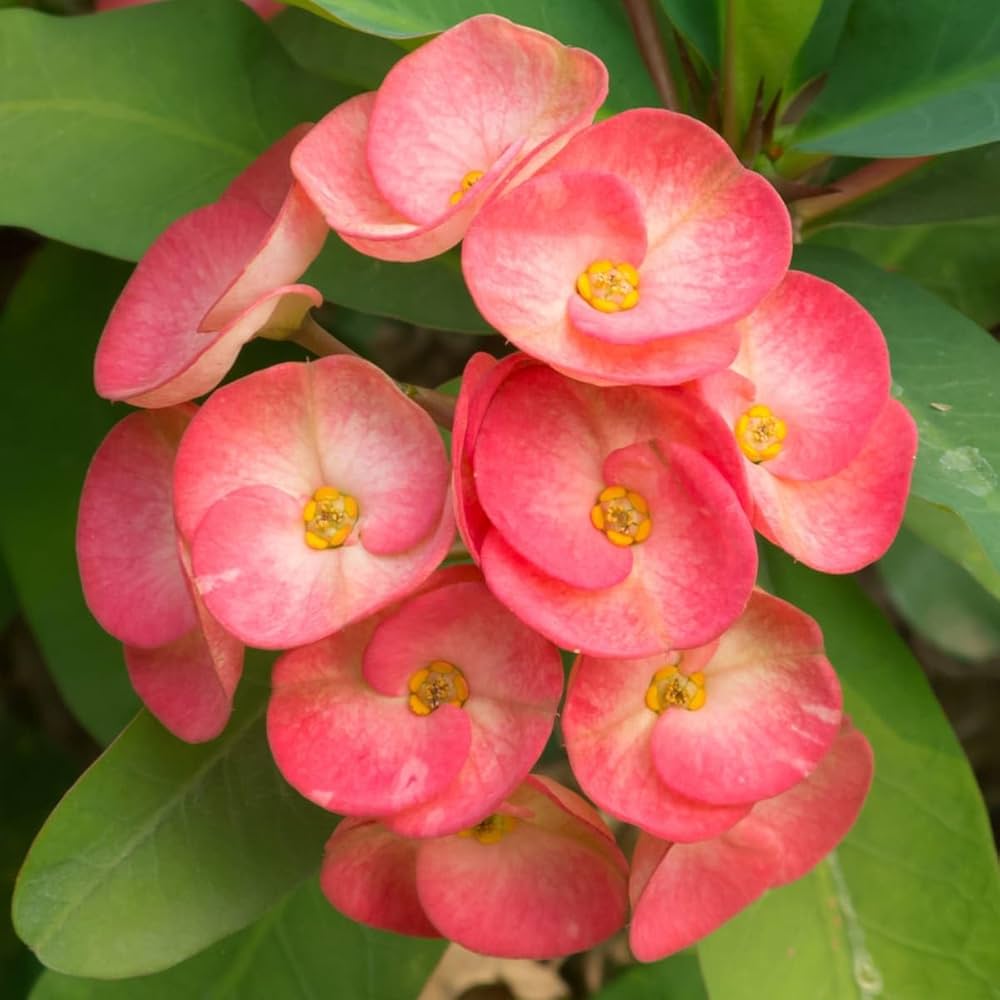 Violet Euphorbia Milii Flower seeds for Planting Cottage Garden Essential, Heirloom & GMO Free Seeds for Home Garden vegetable and garden seeds