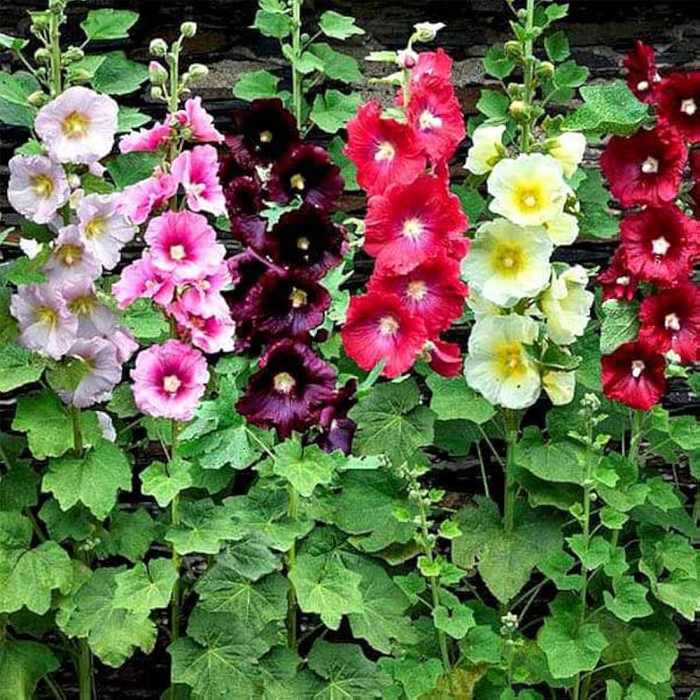 Mixed Hollyhock Flower seeds for Planting - Garden Favorite, Heirloom & GMO Free Seeds for Home Garden