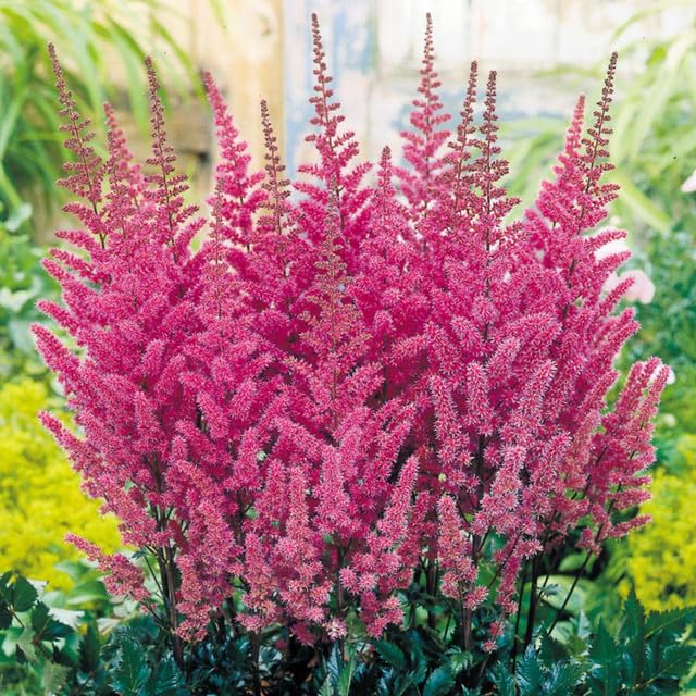 Premium Pink Astilbe Flower seeds for Planting Low Maintenance, Heirloom & GMO Free Seeds for Home Garden seeds