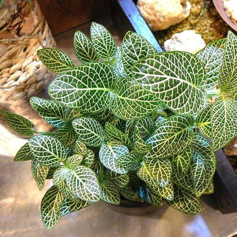 Fittonia Albivenis, White Nerve Flower seeds for Planting Garden Favorite, Heirloom & GMO Free Seeds for Home Garden vegetable and garden seeds