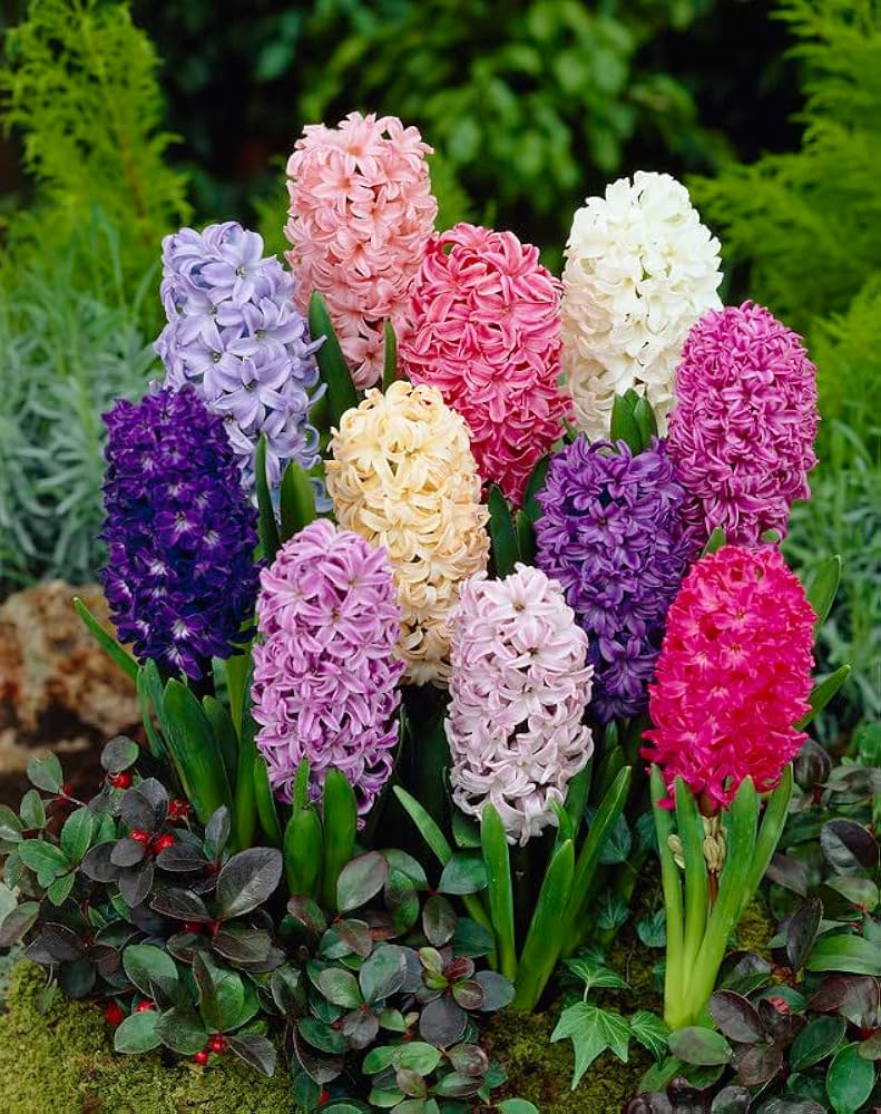 Hyacinthus Orientalis Flower seeds for Planting - Long Bloom Season, Heirloom & GMO Free Seeds for Home Garden