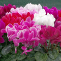 Persicum Flower seeds for Planting Fragrant Blossoms, Heirloom & GMO Free Seeds for Home Garden seeds for planting