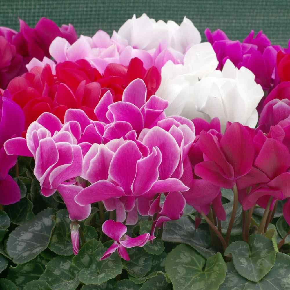 Persicum Flower seeds for Planting Fragrant Blossoms, Heirloom & GMO Free Seeds for Home Garden seeds for planting